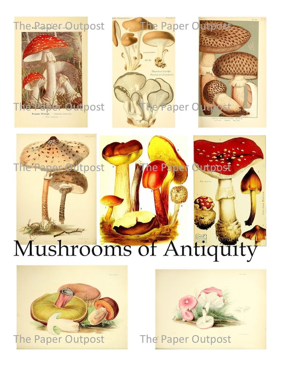 Mushroom mushrooms digital printable kit digital kit digi kit digikit Fungi Vintage mushrooms mushroom pictures mushroom caps images