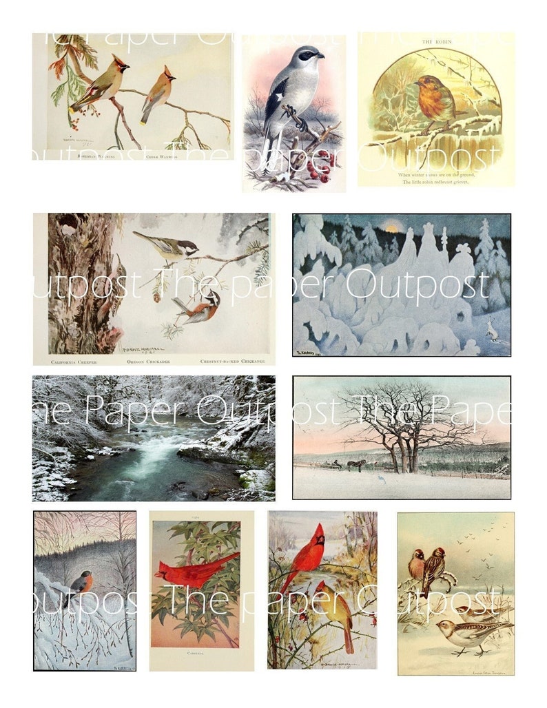 May include: A collage of vintage illustrations featuring winter scenes and birds. The images include a robin, a cardinal, a snowy landscape, a creek, and a forest. The illustrations are in a traditional style with muted colors and delicate details.