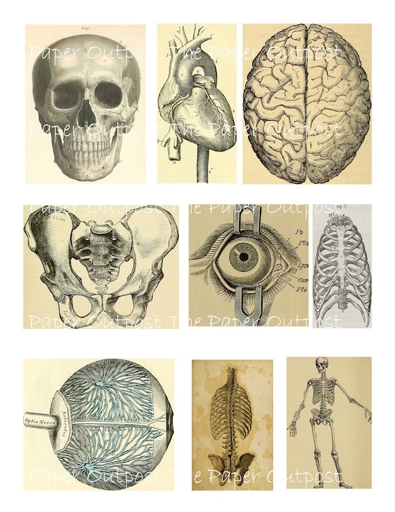 ANATOMY Vintage Printable Digital Image digital instant download skull skeleton medical images spine ThePaperOutpost the paper outpost shop