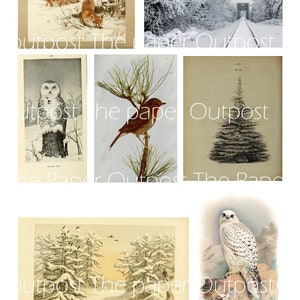 May include: A collage of vintage illustrations featuring winter scenes and animals. The images include a snowy forest path, a snowy owl perched on a branch, a robin on a pine branch, a fir tree, a snowy forest scene, and a snowy owl perched on a rock.