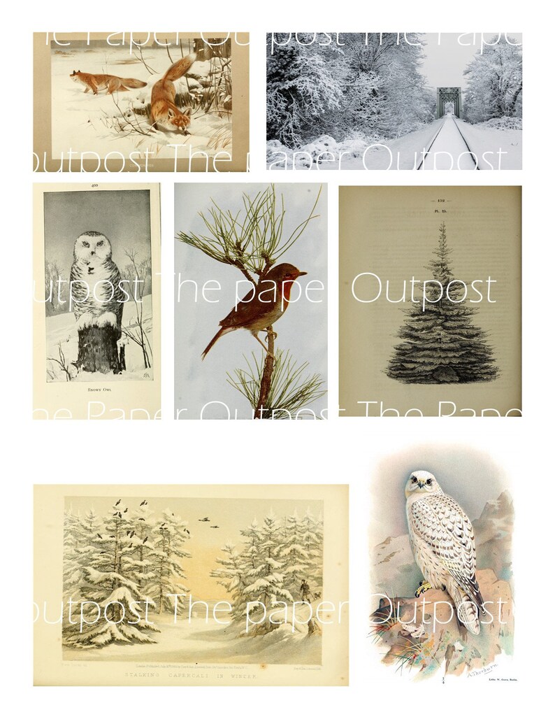May include: A collage of vintage illustrations featuring winter scenes and animals. The images include a snowy forest path, a snowy owl perched on a branch, a robin on a pine branch, a fir tree, a snowy forest scene, and a snowy owl perched on a rock.