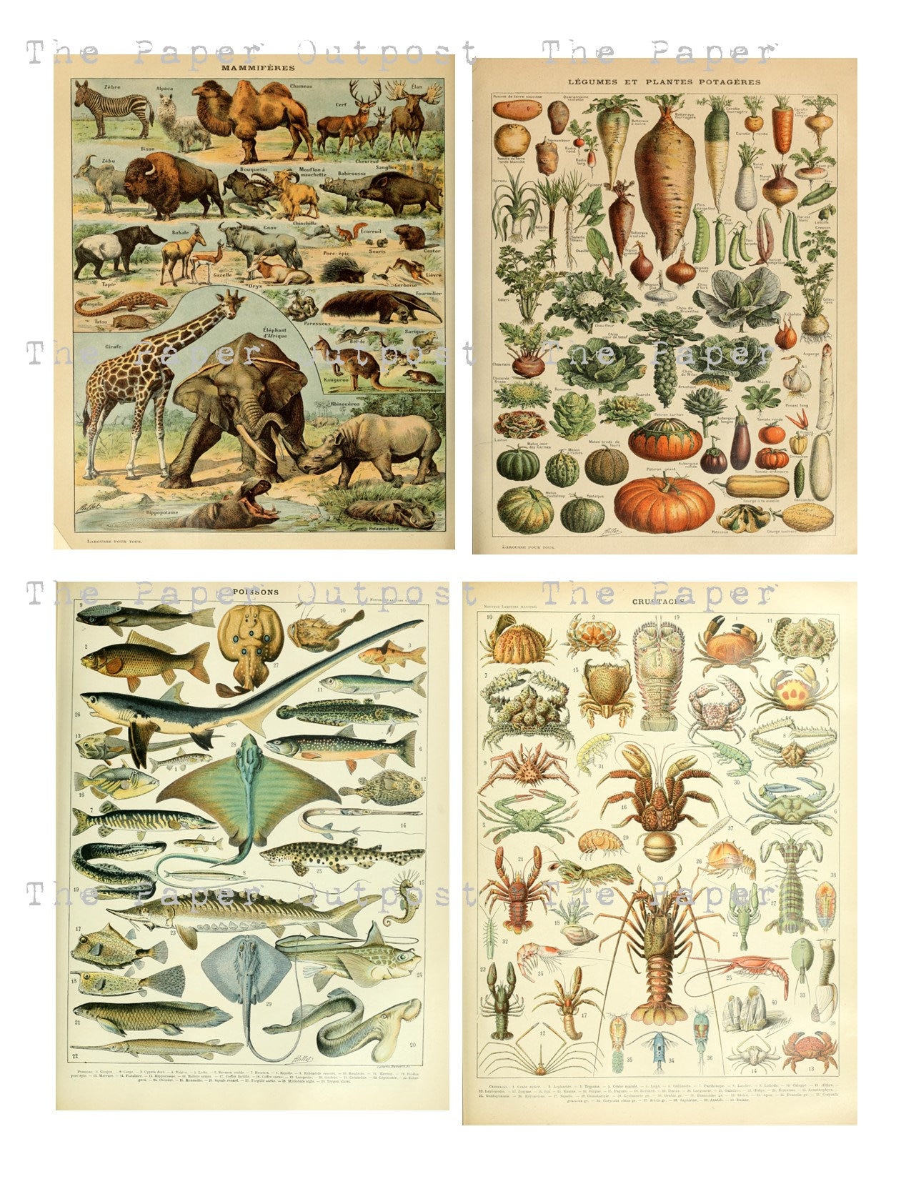 FLORA And FAUNA Printable Digital Download Printable Image Digikit 