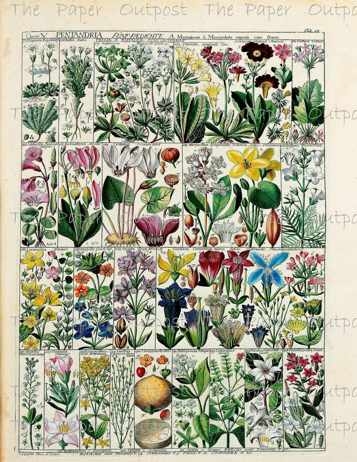 Botanica Exotica Vintage Digikit digital kit digital printable | Etsy