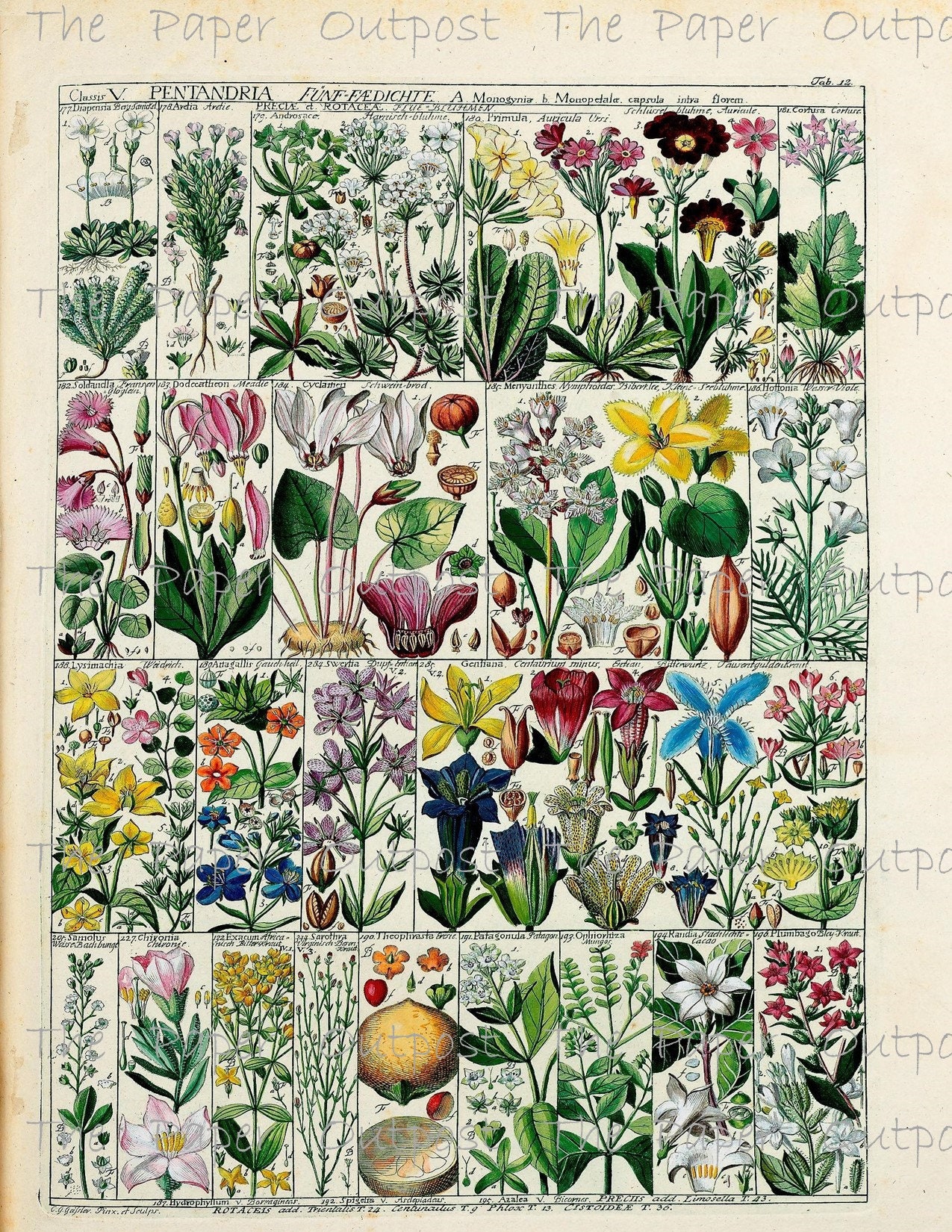 Botanica Exotica Vintage Digikit Digital Kit Digital Printable - Etsy