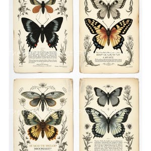 Butterfly Entomology Print: Vintage Butterfly Labels (digital Download ...