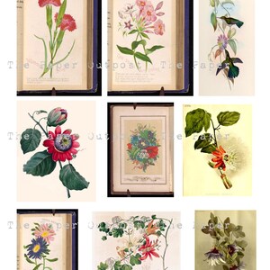 May include: Nine vintage botanical illustrations featuring various flowers and a hummingbird. The illustrations are in a book format with a blue cover and white pages. The flowers include red pink, phlox, passionflower, and china aster.
