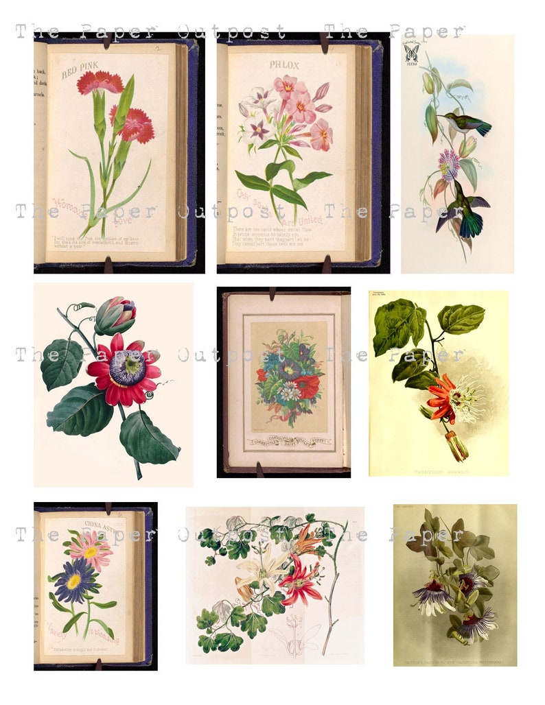May include: Nine vintage botanical illustrations featuring various flowers and a hummingbird. The illustrations are in a book format with a blue cover and white pages. The flowers include red pink, phlox, passionflower, and china aster.