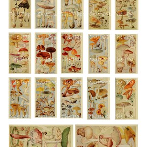 May include: A vintage illustration of various types of mushrooms, including brown, white, and red mushrooms with white stems. The illustration is divided into 20 squares, each featuring a different mushroom variety. The illustration is titled "The Paper Outpost".