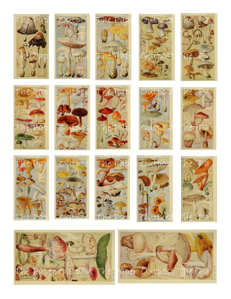 May include: A vintage illustration of various types of mushrooms, including brown, white, and red mushrooms with white stems. The illustration is divided into 20 squares, each featuring a different mushroom variety. The illustration is titled "The Paper Outpost".