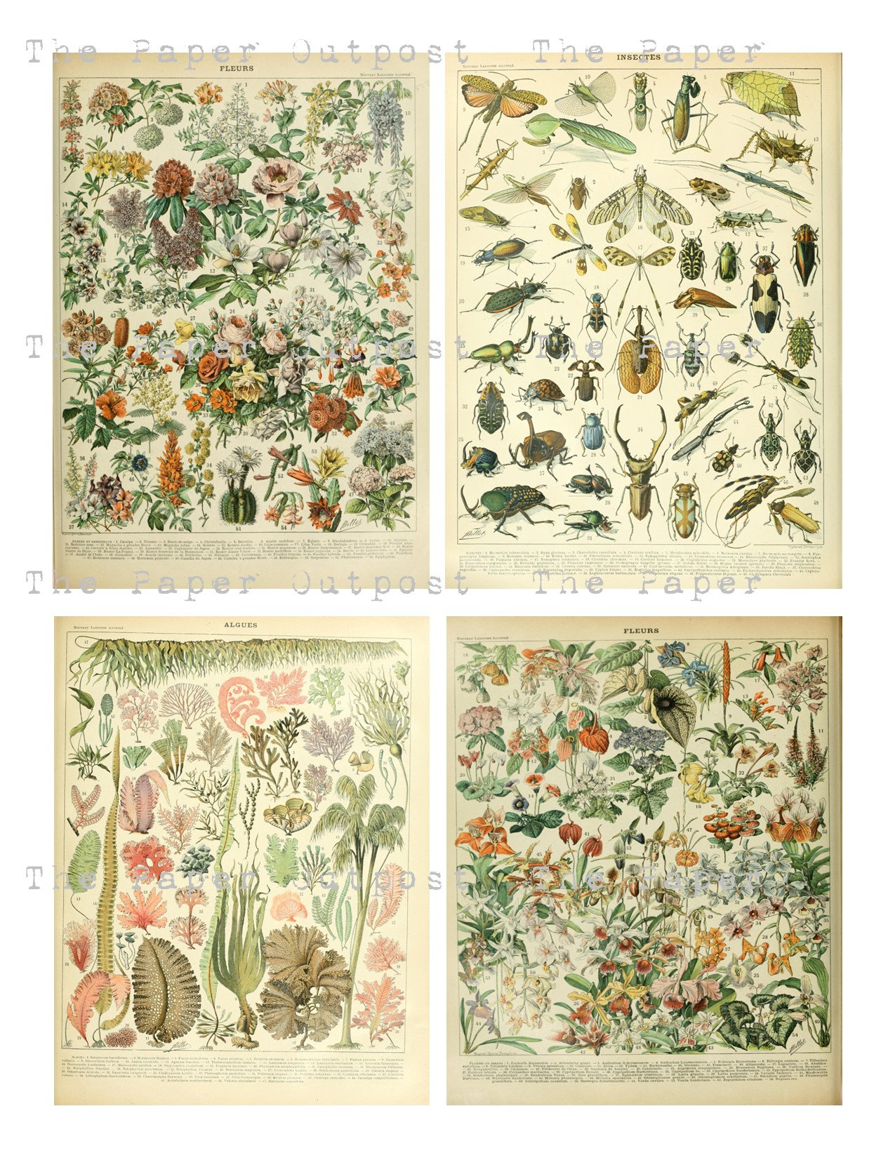 FLORA And FAUNA Printable Digital Download Printable Image Digikit 