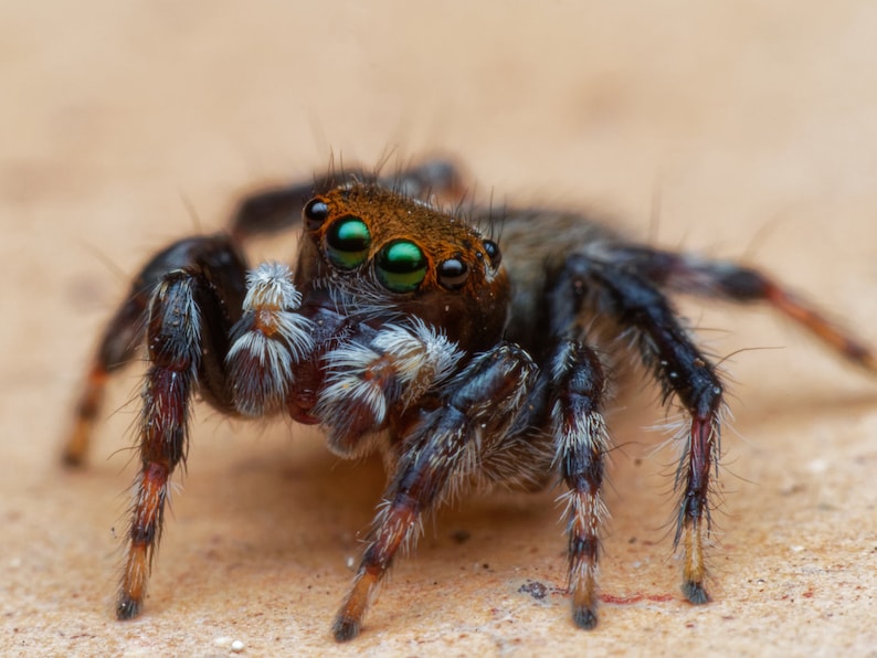 A Compact Macro Flash Diffuser Panel for the Olympus 60mm or Etsy