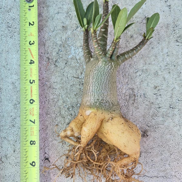 Arabicum Yak Adenium Desert Rose Plant Bonsai Little Tree Florida