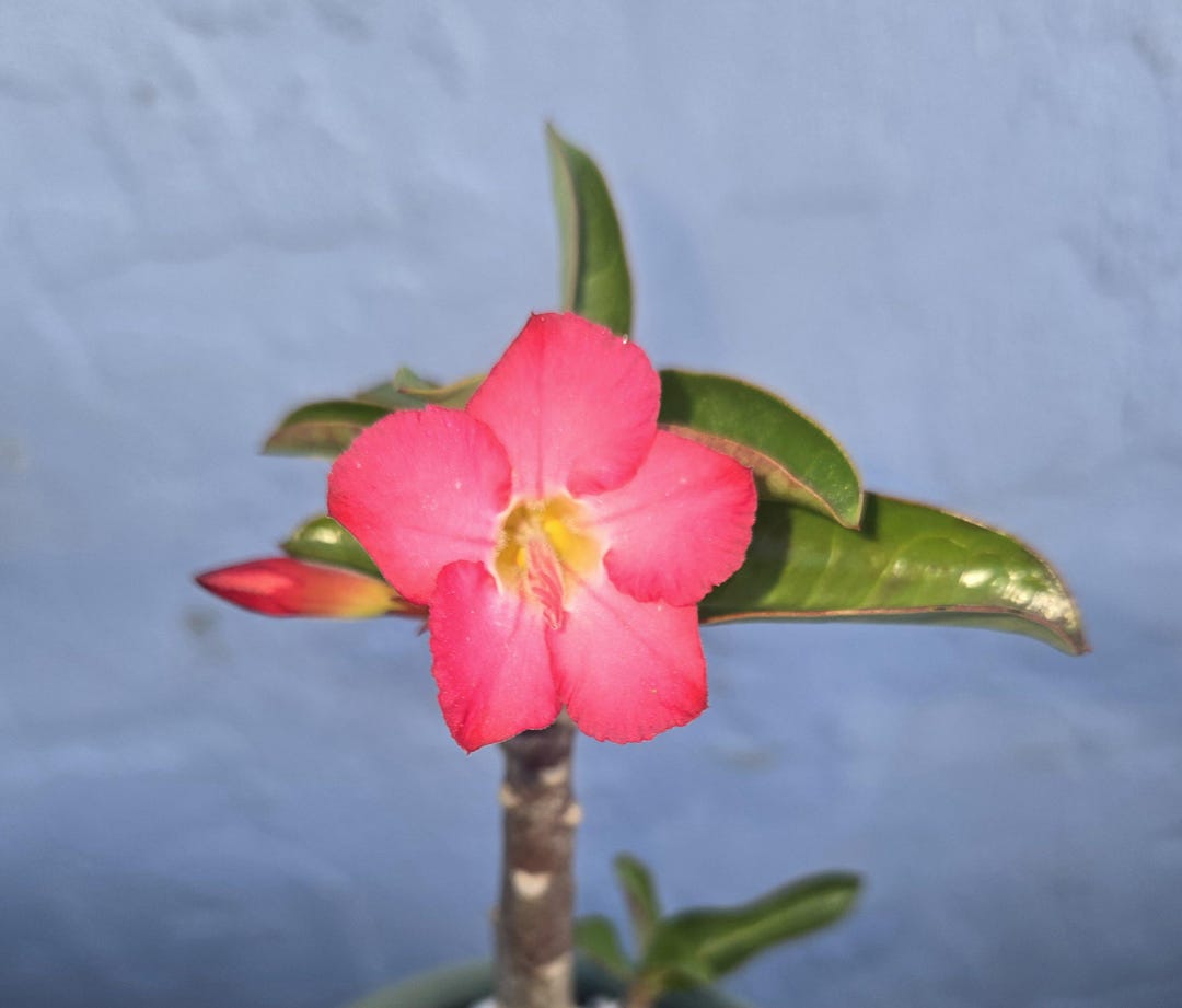 Pbn Tree Adenium Thai Soco PBN X BK Desert Rose Live Plant Arabicum Bonsai Tree ...