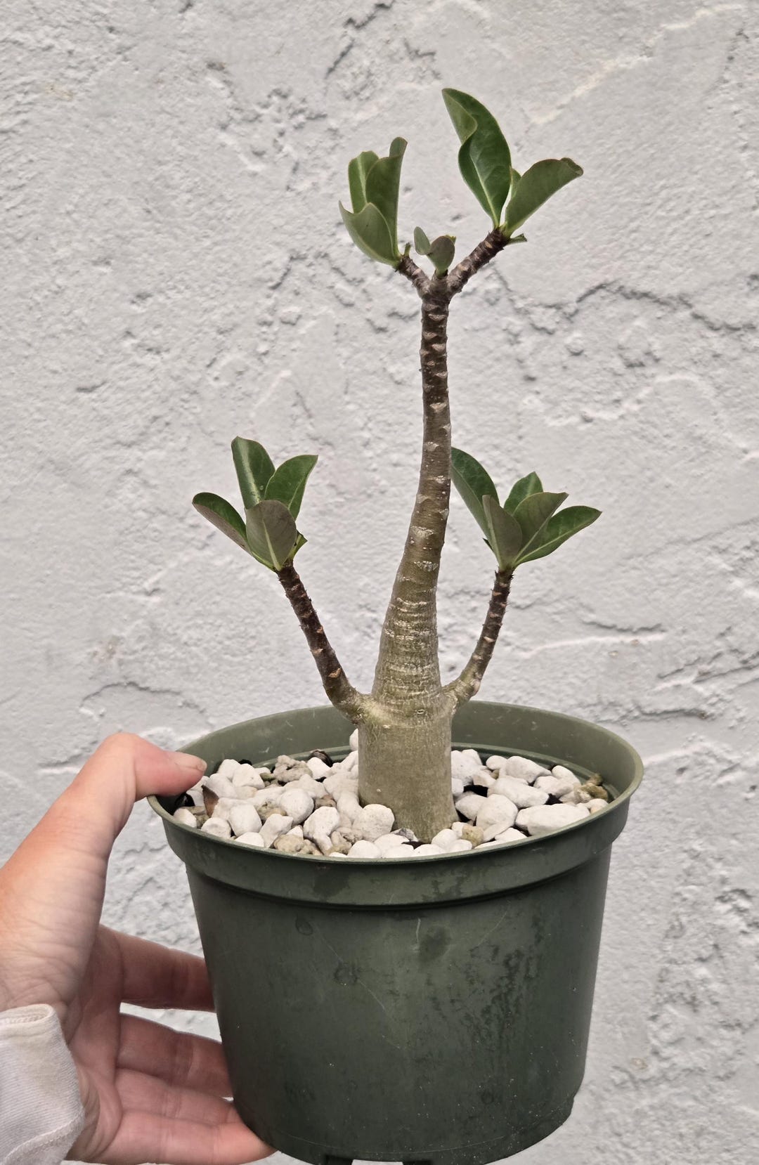 Arabicum Adenium RCN - Ra Chi Nee Desert Rose Plant Bonsai Tree FL - Etsy