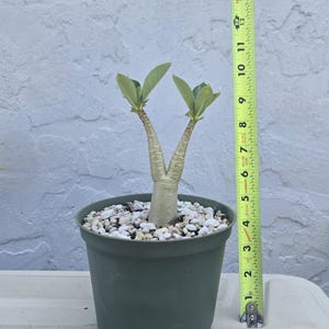 Arabicum RCN Desert Rose Adenium Plant Double Branch Little Bonsai Tree FLA