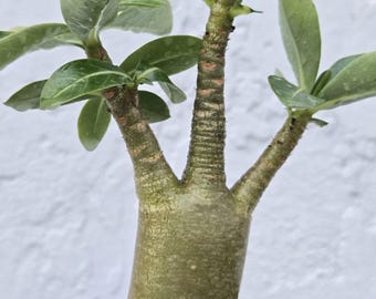 Thai Soco Chada Petch Adenium Bonsai Desert Rose Live Plant Arabicum Florida