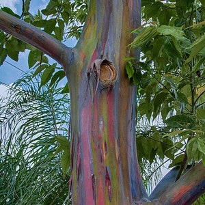 May include: A close-up of the bark of a rainbow eucalyptus tree. The bark is a vibrant mix of red, orange, yellow, green, blue, and purple. The tree is a popular choice for landscaping due to its unique and colorful appearance.