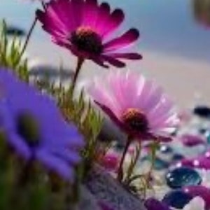 May include: A close-up of a phone screen displaying the time 5:23 with the date Wednesday, May 29. The background is a blurry image of a beach with flowers in the foreground.