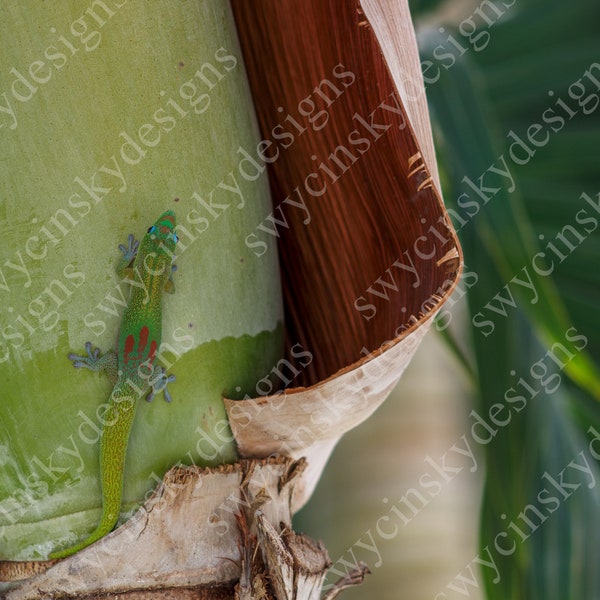 Digital Photo Download, Kauai Gecko, Lizard, Stock Photo, Tropical Reptile, Lizard on a Palm Tree, Hawaiian Animal, Pride, Hawaii, Hawaiian