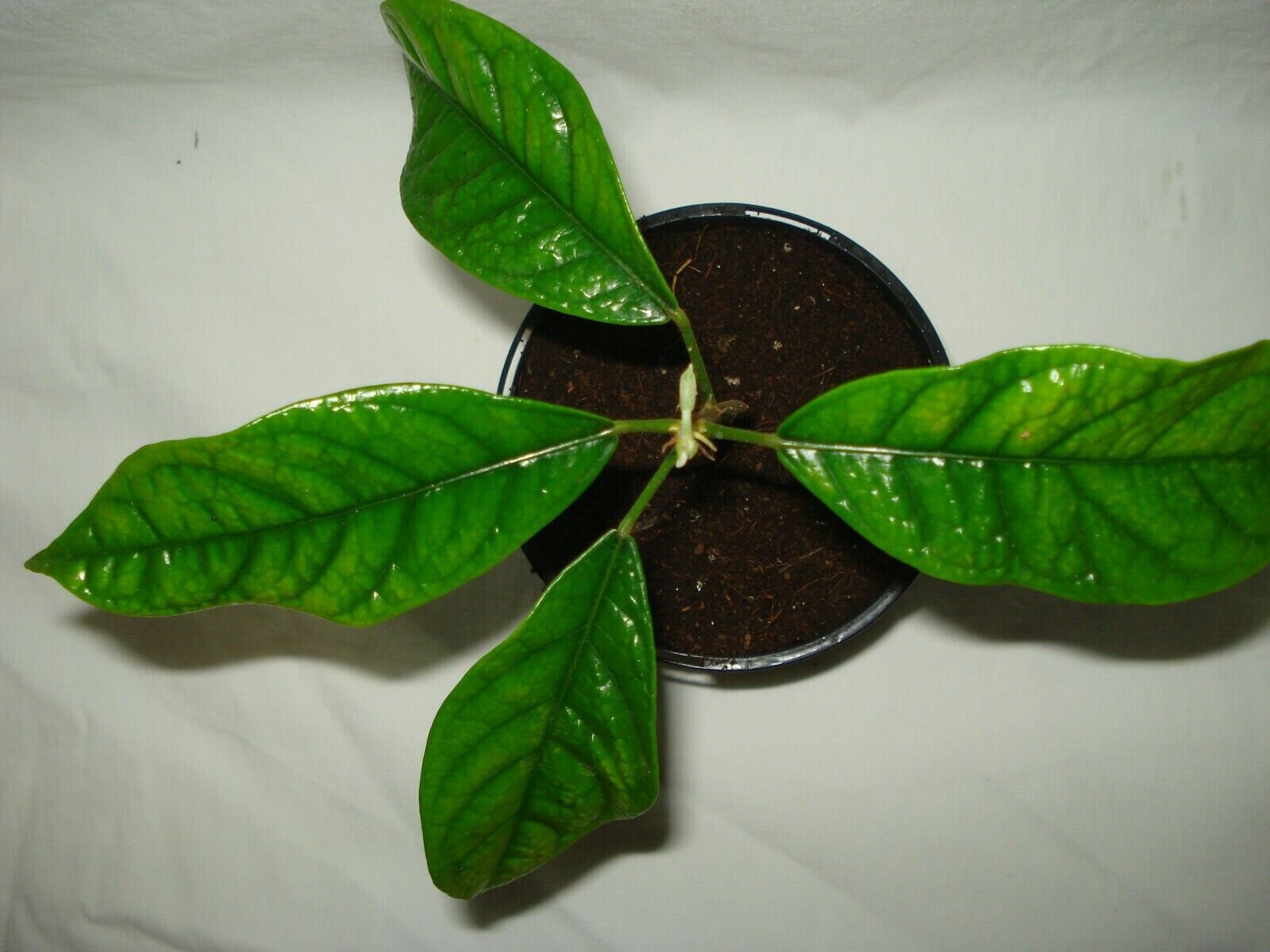 Cola Nitida seedling Kola nut rare tree Etsy