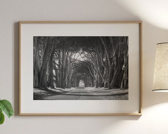 Black and White Tree Photo Print, Cypress Tree Tunnel Wall Art, California Landscape Print, Nature Photography Print, Point Reyes National