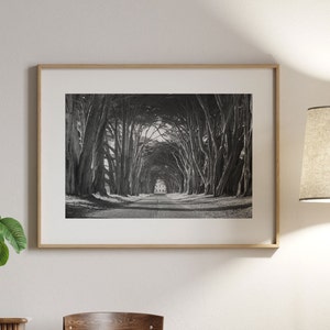 Black and White Tree Photo Print, Cypress Tree Tunnel Wall Art, California Landscape Print, Nature Photography Print, Point Reyes National