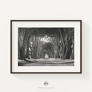 Cypress Tree Tunnel Black and White Photo: Point Reyes National Seashore