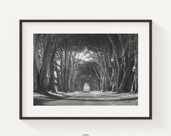 Black and White Tree Photo Print, Cypress Tree Tunnel Wall Art, California Landscape Print, Nature Photography Print, Point Reyes National