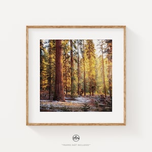 Sequoia National Park Print: Forest Photography Wall Art
