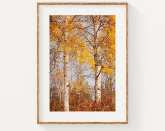 Golden Aspen Trees Print: Fall Foliage Photography, Teton National Park