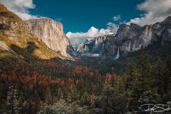 Pine Tree Valley Winter Vertical Photo Prints Wall Art wall hanging Printable Yosemite National Park California Photography