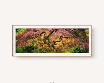 Japanese Maple Panoramic Print, Portland Japanese Garden Wall Art, Pink and Gold Tree Photography