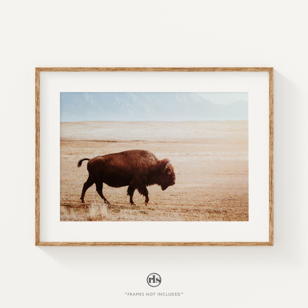 Bison in Zion National Park Print: Rustic Western Wall Art - Etsy
