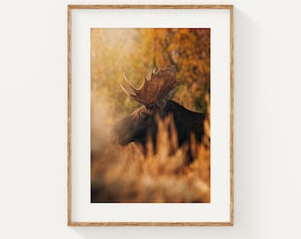 Bull Moose Wall Art, Autumn Wildlife Print, Rustic Nature Photography, Cabin Bedroom Decor