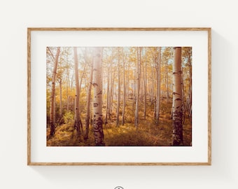 Aspen Tree Photography Print: Colorado Autumn Forest Landscape