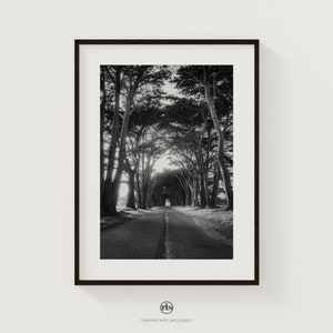 Cypress Tree Tunnel Print: Black and White California Landscape