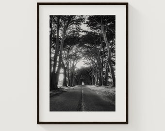 Cypress Tree Tunnel Wall Art, Black and White Tree Photo Print, California Landscape Print, Nature Photography Print, Point Reyes National