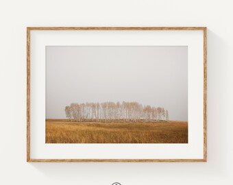 May include: A framed photograph of a row of trees in a field. The trees are bare and the field is covered in dry grass. The sky is a light gray.