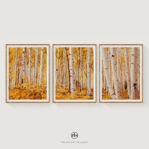 May include: A set of three framed prints featuring a photograph of a forest of birch trees with yellow leaves. The trees are tall and slender, and the leaves are a vibrant yellow color. The prints are framed in a simple, wooden frame.