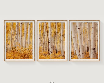 Set of 3 Aspen Fall Foliage Prints, Colorado Photography Print Set, Home Office Wall Decor, Triptych Tree Art Photo, Farmhouse Print