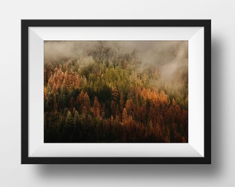 Autumn Forest Trees Print, California Tree Print, Abstract Wall Decor, Tree Photography Print, Office Wall Decor, Nature Photo Print