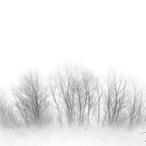 Black and White Tree Prints, Forest Print, Nordic Prints, Scandinavian Large Wall Art, Minimalist Art Print, Nature Home Decor, Tree Print image 8