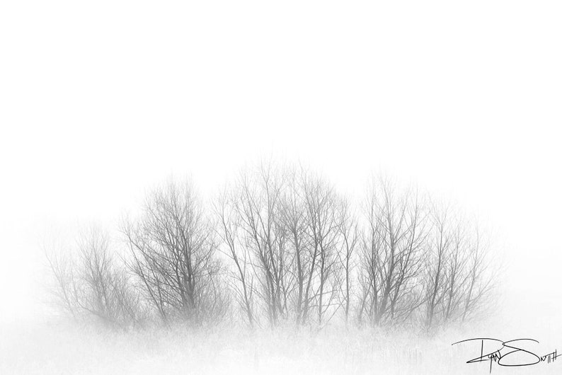 Black and White Tree Prints, Forest Print, Nordic Prints, Scandinavian Large Wall Art, Minimalist Art Print, Nature Home Decor, Tree Print image 8