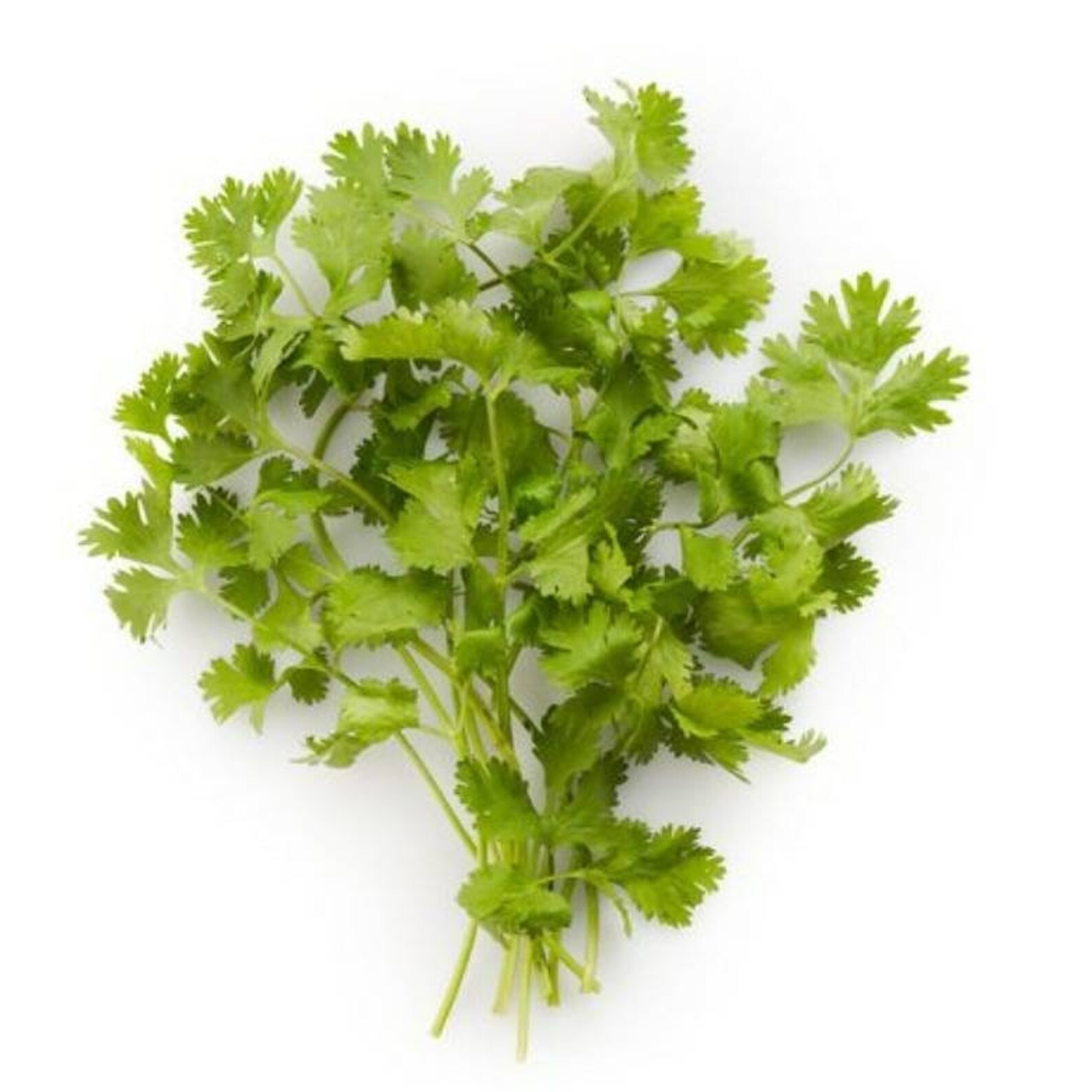 Cilantro seeds 40 per pack Etsy