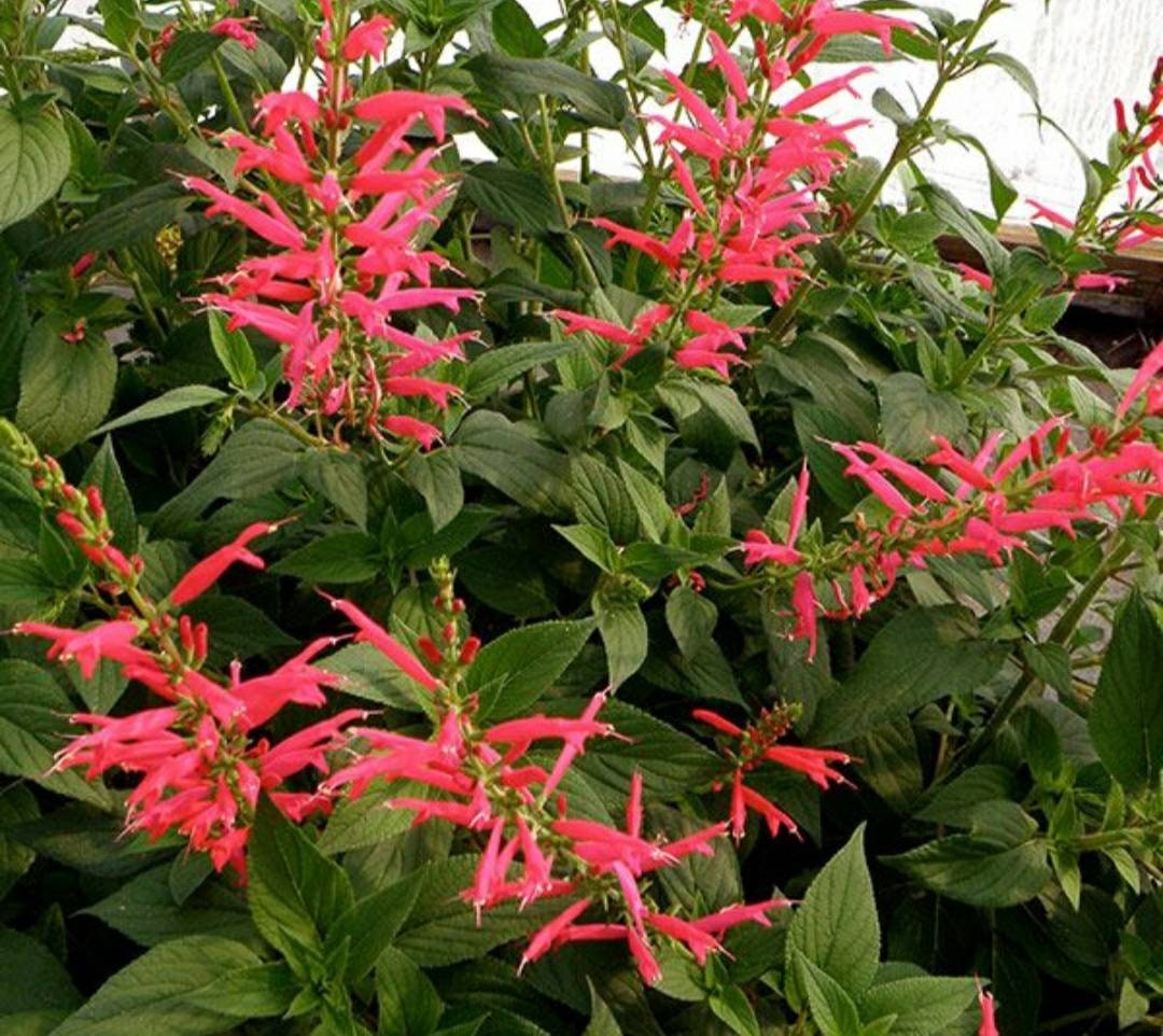 Pineapple Sage loose leaf tea kit Etsy