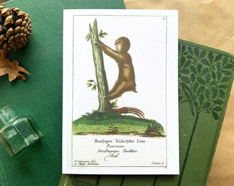 Funny Sloth Birthday Card from Vintage Natural History Illustration, Sloth Lovers Birthday Card, Blank Animal Greetings Card for Zoologists