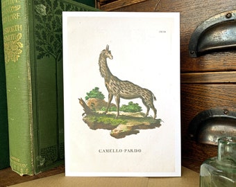 Funny Giraffe Card Vintage Natural History Illustration, Giraffe Lovers Birthday Card, Weird Victorian Zoology Animal Painting Greeting Card