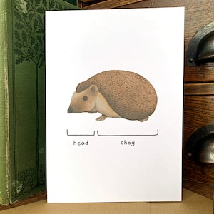 Cartão de saudações de porco-espinho com cabeça de humor seco, cartão de animal engraçado em branco para amantes de animais, cartão de aniversário de animal espirituoso da vida selvagem britânica