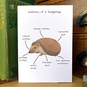 Anatomie d'une carte de voeux pour les amateurs de hérisson Hodgeheg, carte d'anniversaire animal drôle vierge à l'intérieur, sciences naturelles humour sec de la faune britannique