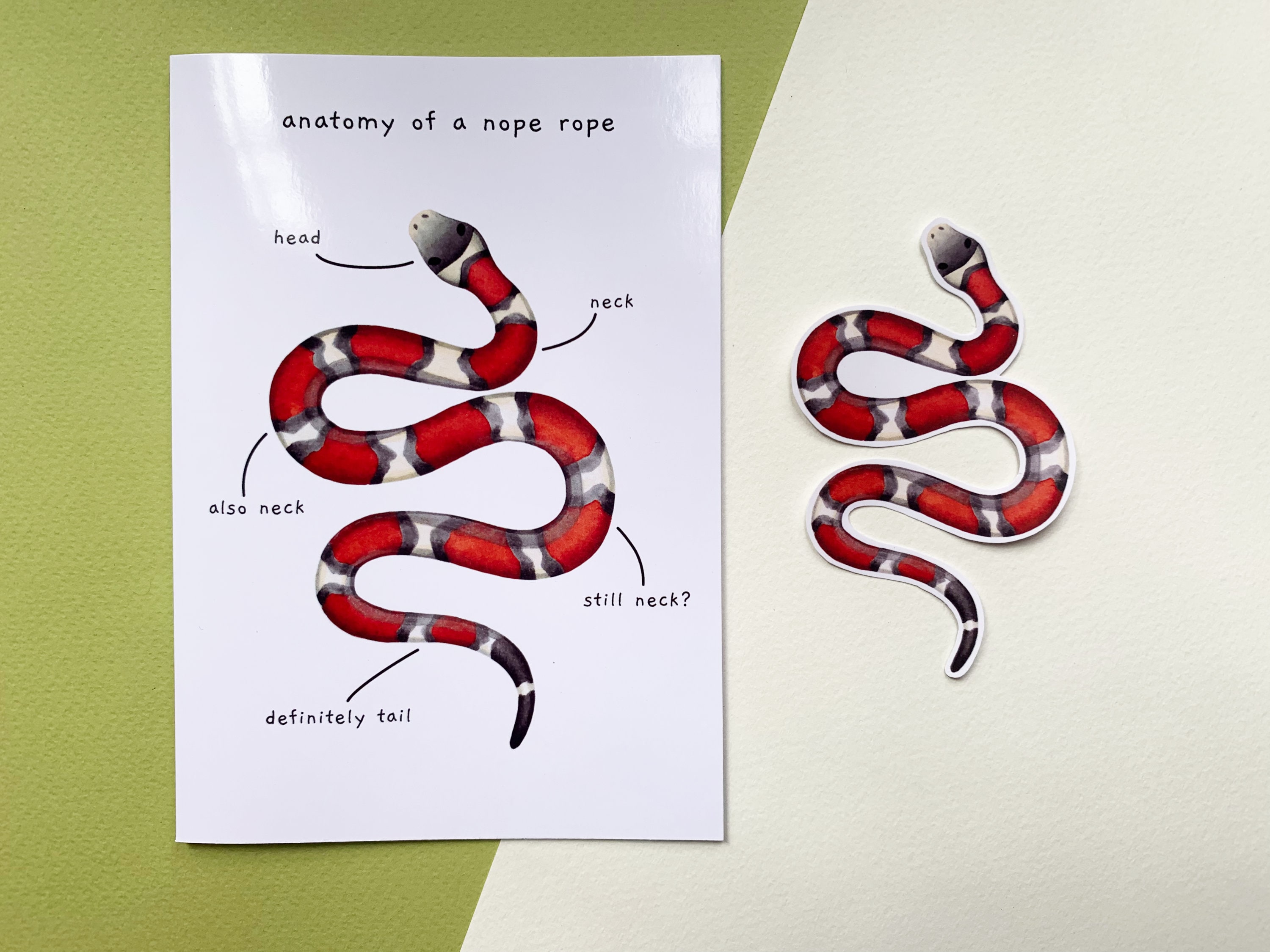 Snake Anatomy